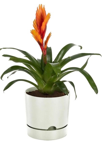 Begonya 9 Litre Plastik Saksı Dekoratif Drenaj Tabaklı Saksı