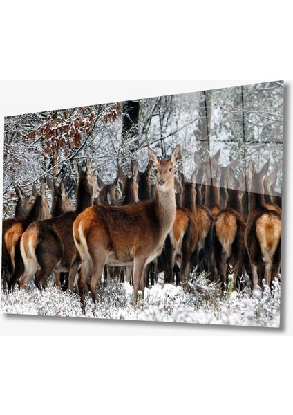 Geyikler Hayvan Cam Tablo 4mm Dayanıklı Temperli Cam