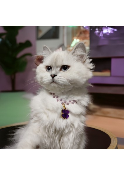 Kedi Köpek Için Bahar Dalı Mor Yonca Kolye / Takı