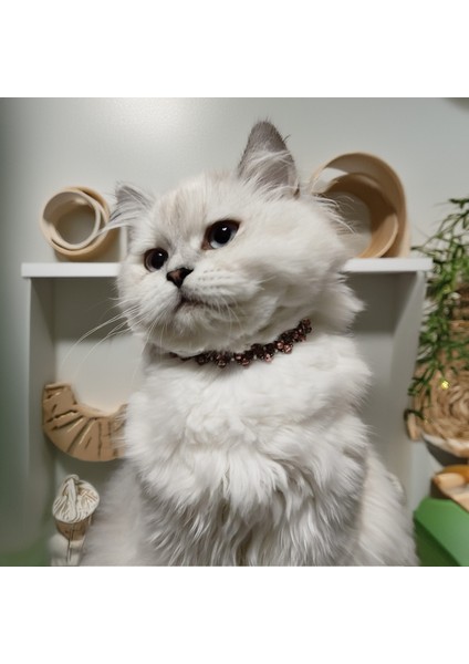 Kedi Köpek Için Asalet Kolye / Takı fiyatları