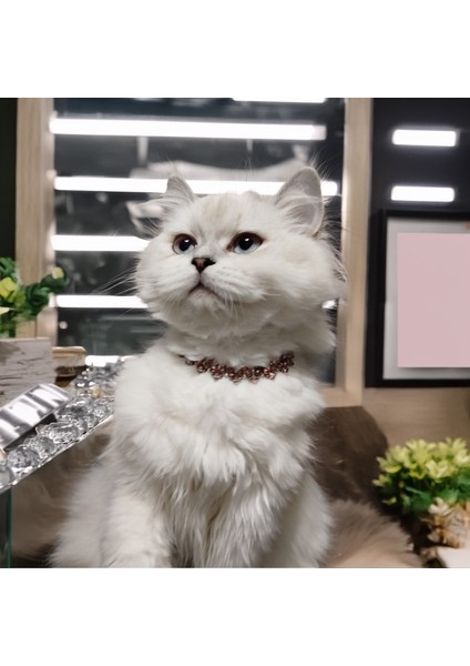 Kedi Köpek Için Asalet Kolye / Takı modelleri