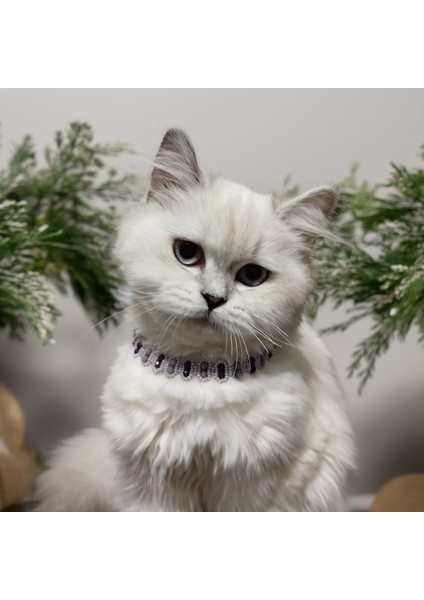 Kedi Köpek Için Sadem Mor Kolye / Takı fiyatları