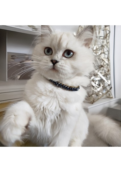 Kedi Köpek Için Gecenin Rengi Kolye / Takı fiyatları
