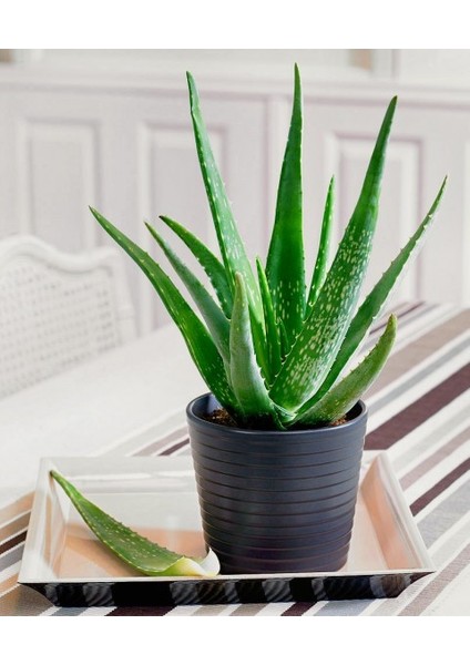 Aloe Vera – Sarı Sabır3 Adet