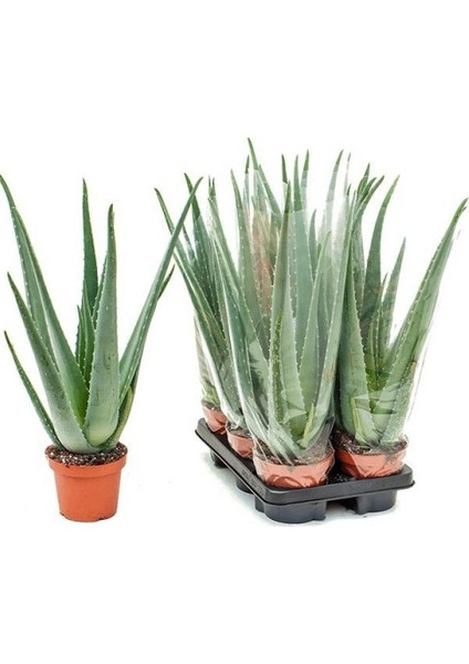 Aloe Vera – Sarı Sabır3 Adet