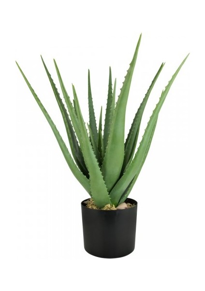 Aloe Vera – Sarı Sabır3 Adet