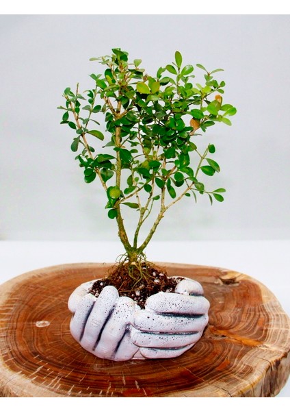 Dekoratif Avuç Saksıda Bonsai Buxus fiyatları