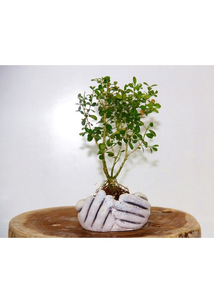 Dekoratif Avuç Saksıda Bonsai Buxus fırsatları