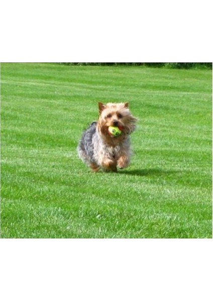 Evcil Hayvan Eğitim Topu 3 Lü Set indirimleri