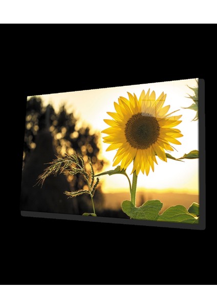 - Ayçiçeği Cam Tablo