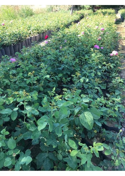 Reçellik Isparta Gülü Fidanı 10-20 cm fiyatları