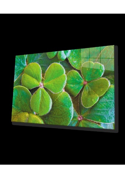 - Üç Yapraklı Yonca Yeşil Cam Tablo