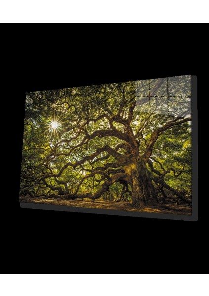 - Ağaç Orman Güneş Yeşil Cam Tablo