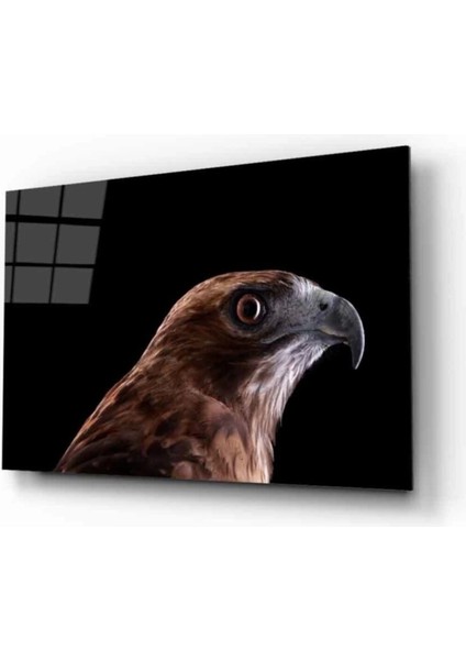 Şahin Kuş Hayvan Cam Tablo