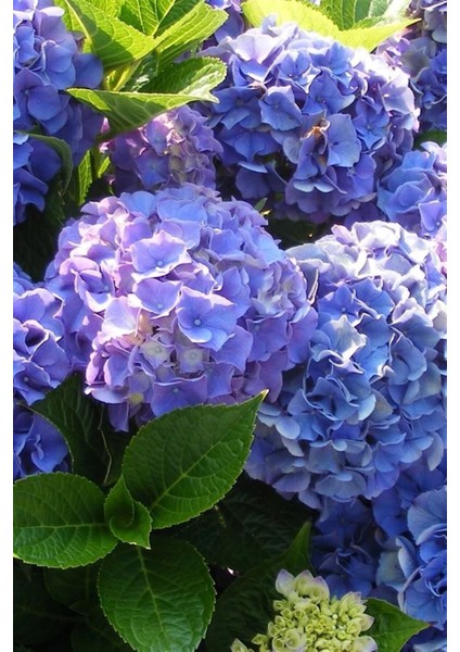 Ortanca Çiçeği Fidanı Mor Renk 10-20 cm