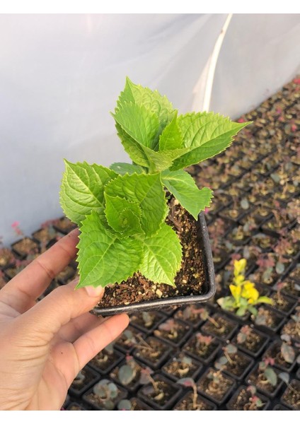 Ortanca Çiçeği Fidanı Mor Renk 10-20 cm indirimleri