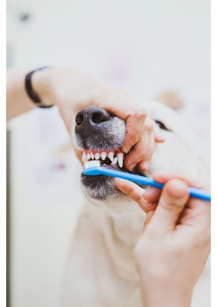 Evcil Hayvan Kedi Köpek Diş Fırçası 4 Lü Set