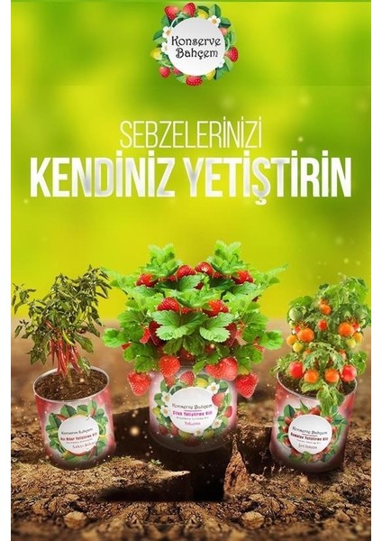 Büro Ev Yazlık İçin Sakız Kabak Konservede Yetiştirme Tohum Kiti fiyatları