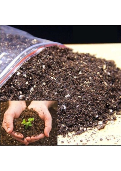 Dikenler Tacı Japon İğnesi Euphorbia Milii Toprağı 3 Kğ fiyatları