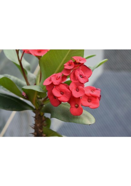 Dikenler Tacı Japon İğnesi Euphorbia Milii Toprağı 3 Kğ modelleri