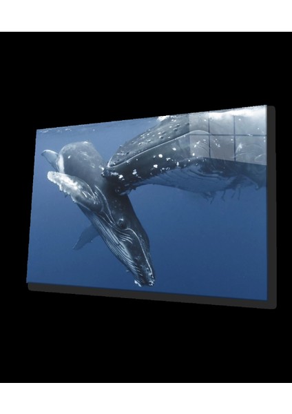 - Balıklar Sualtı Cam Tablo