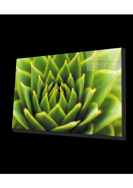- Yeşil Bitki Green Plant