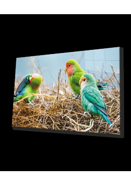 - Papağanlar Cam Tablo