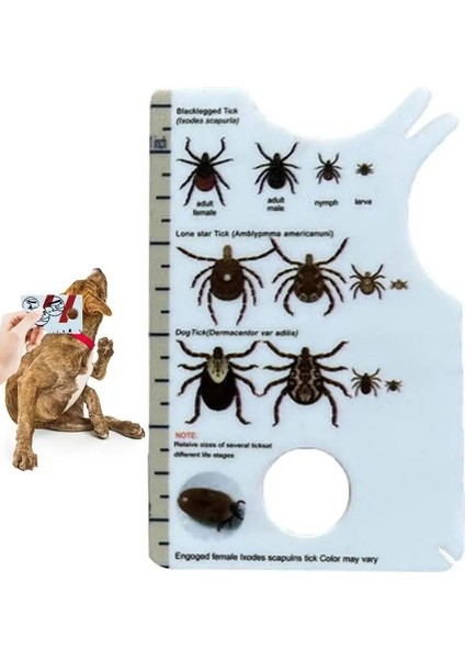 Insanlara Yönelik Onay Kartı, Kenelerin Kolayca Çıkarılmasını Sağlar Köpekler ve Kediler Için Kullanışlı Cep Boyutuna Sahip Kene Sökücü 8,5 x 5,4 x 0,1 cm (Yurt Dışından)
