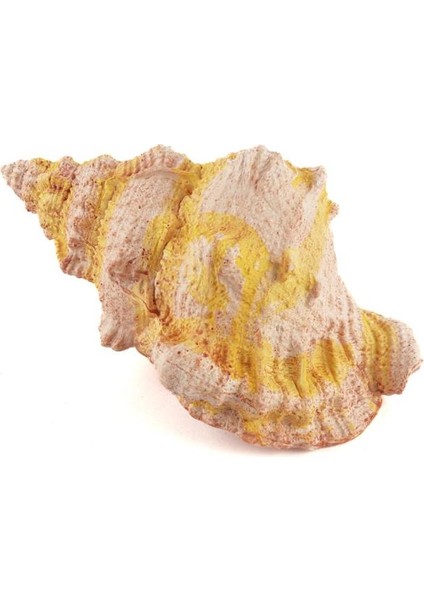 Deniz Salyangozu 17 x 12 x 10 cm