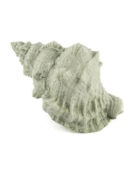 Deniz Salyangozu 17 x 12 x 10 cm