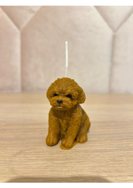 Poddle Mum indirimleri