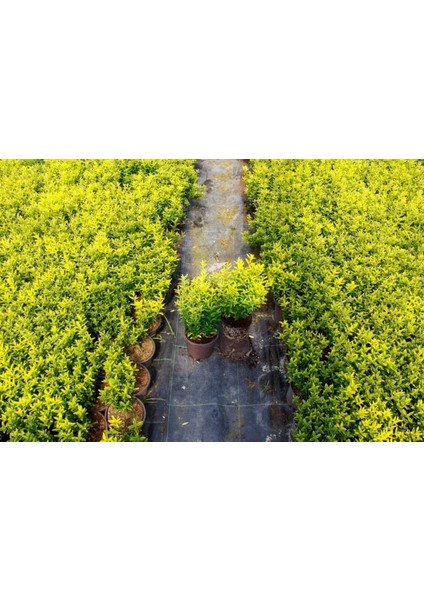 Altuni Çıtır Taflan - Euonymus Microphyllus Pulchellus Aureus (Ce
