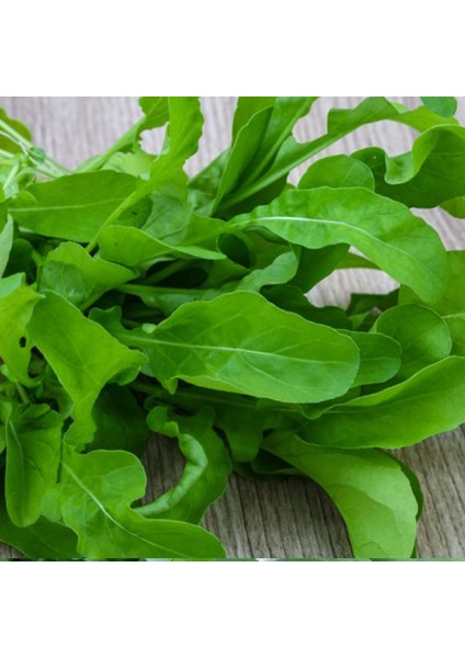 Sunagri Roka Tohumu 10 gr - Aromalı Koyu Yeşil Yapraklı Taze Tüketim Için Ideal fiyatları