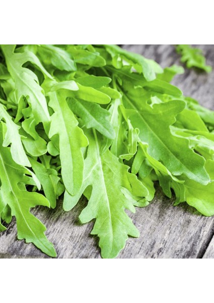 Sunagri Roka Tohumu 10 gr - Aromalı Koyu Yeşil Yapraklı Taze Tüketim Için Ideal modelleri