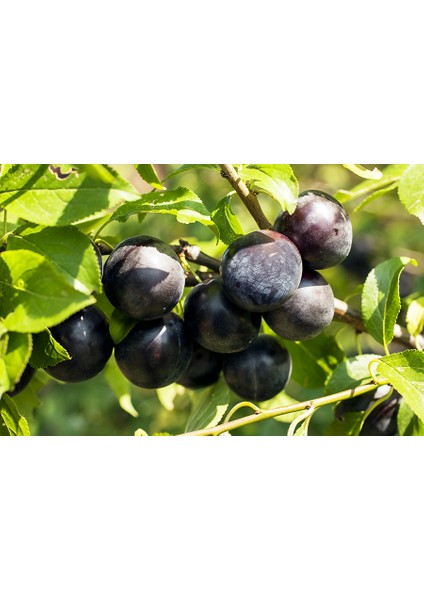 Black Splendor Erik Fidanı 3 Yaş Tüplü ve Aşılı