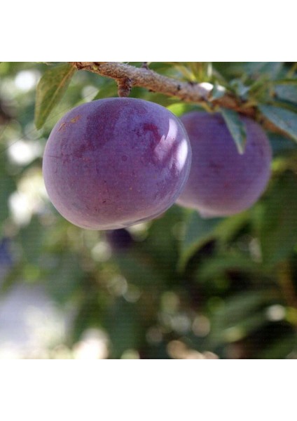 Black Splendor Erik Fidanı 3 Yaş Tüplü ve Aşılı fiyatları