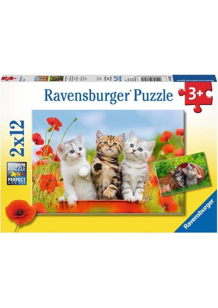 2X12P Puz Yavru Kediler