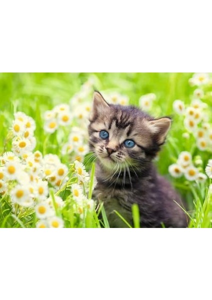 Foto, Yapboz Puzzle Kedi 500P