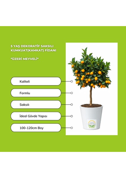 5 Yaş Dekoratif Saksılı Kumkuat(Kamkat) Fidanı *ÜZERİ MEYVELİ* modelleri