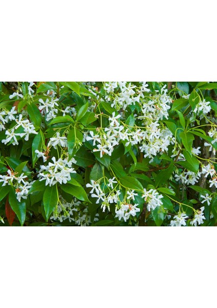 Arap Yasemini - Kokulu Sarmaşık Bitki 2-2.5 Metre 3 Adet