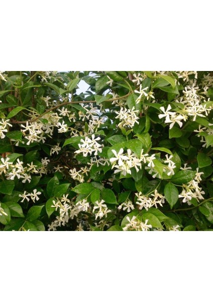 Arap Yasemini - Kokulu Sarmaşık Bitki 2-2.5 Metre 3 Adet fiyatları