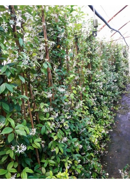 Arap Yasemini - Kokulu Sarmaşık Bitki 2-2.5 Metre 3 Adet modelleri