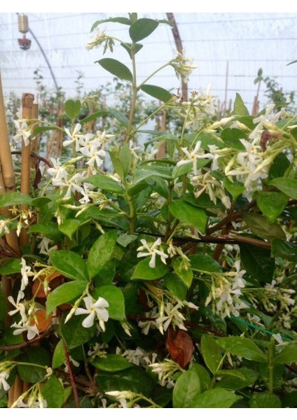 Arap Yasemini - Kokulu Sarmaşık Bitki 2-2.5 Metre 3 Adet fırsatları