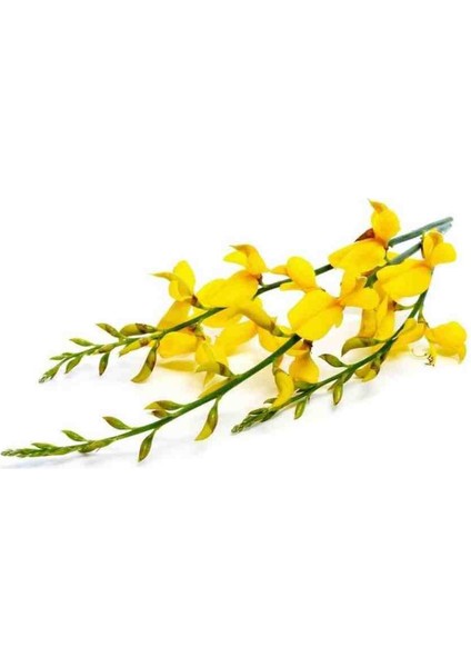 Katır Tırnağı Mis Kokulu Fidanı 1-2 Yaş Arası Tüplü 20-30 cm Boylarında