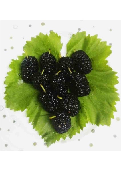 Karadut Fidanı Aşılı 80 cm Üzeri Boylarında 2 Yaş Tüplü