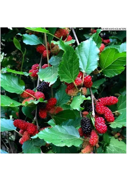 Karadut Fidanı Aşılı 80 cm Üzeri Boylarında 2 Yaş Tüplü modelleri