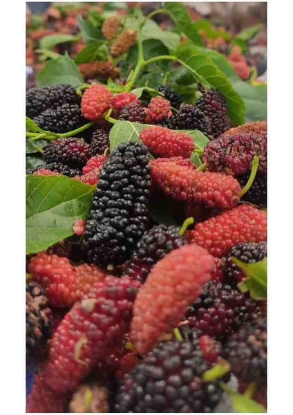 Karadut Fidanı Aşılı 80 cm Üzeri Boylarında 2 Yaş Tüplü fırsatları