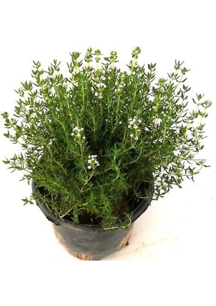 Kekik Nane Itır Fidanı 3 Lü Set 10-20 cm Aromatik Bitki Seti