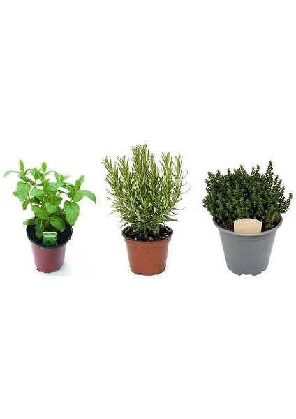 Kekik Nane Itır Fidanı 3 Lü Set 10-20 cm Aromatik Bitki Seti