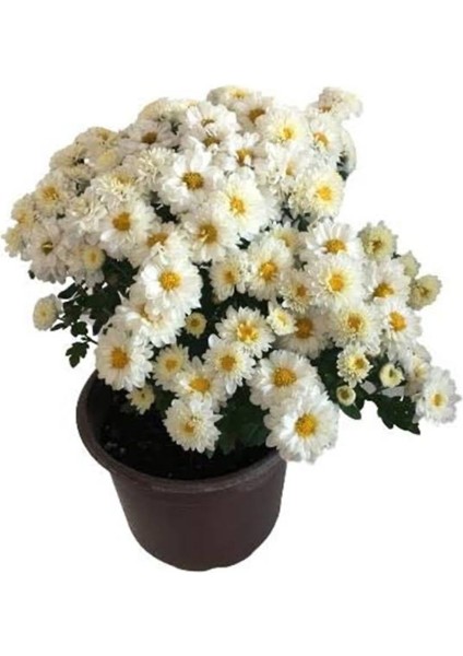 Beyaz Kasımpatı Fidanı Saksılı 10-20 cm fırsatları